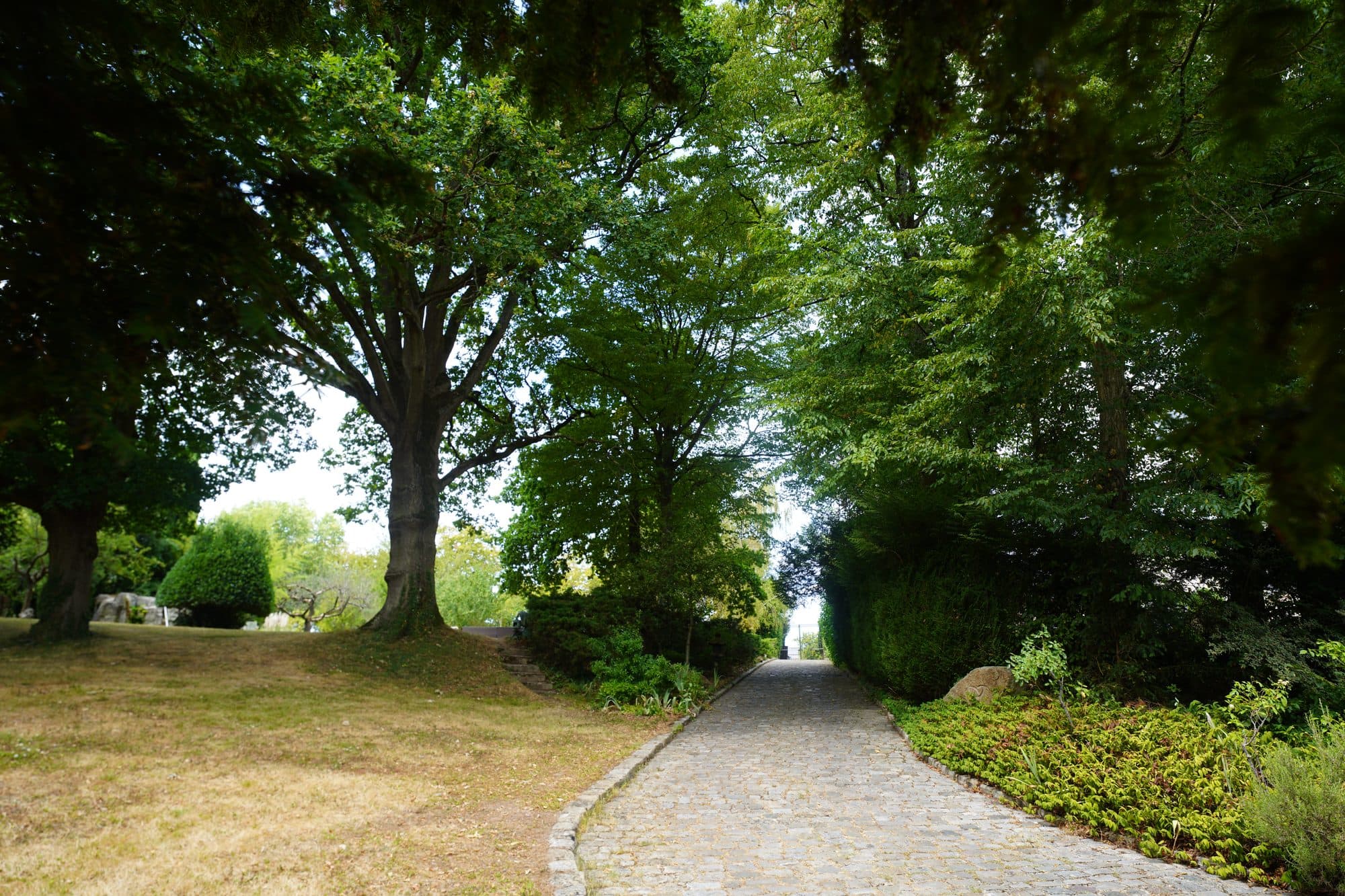 L'allée sous les grands arbres