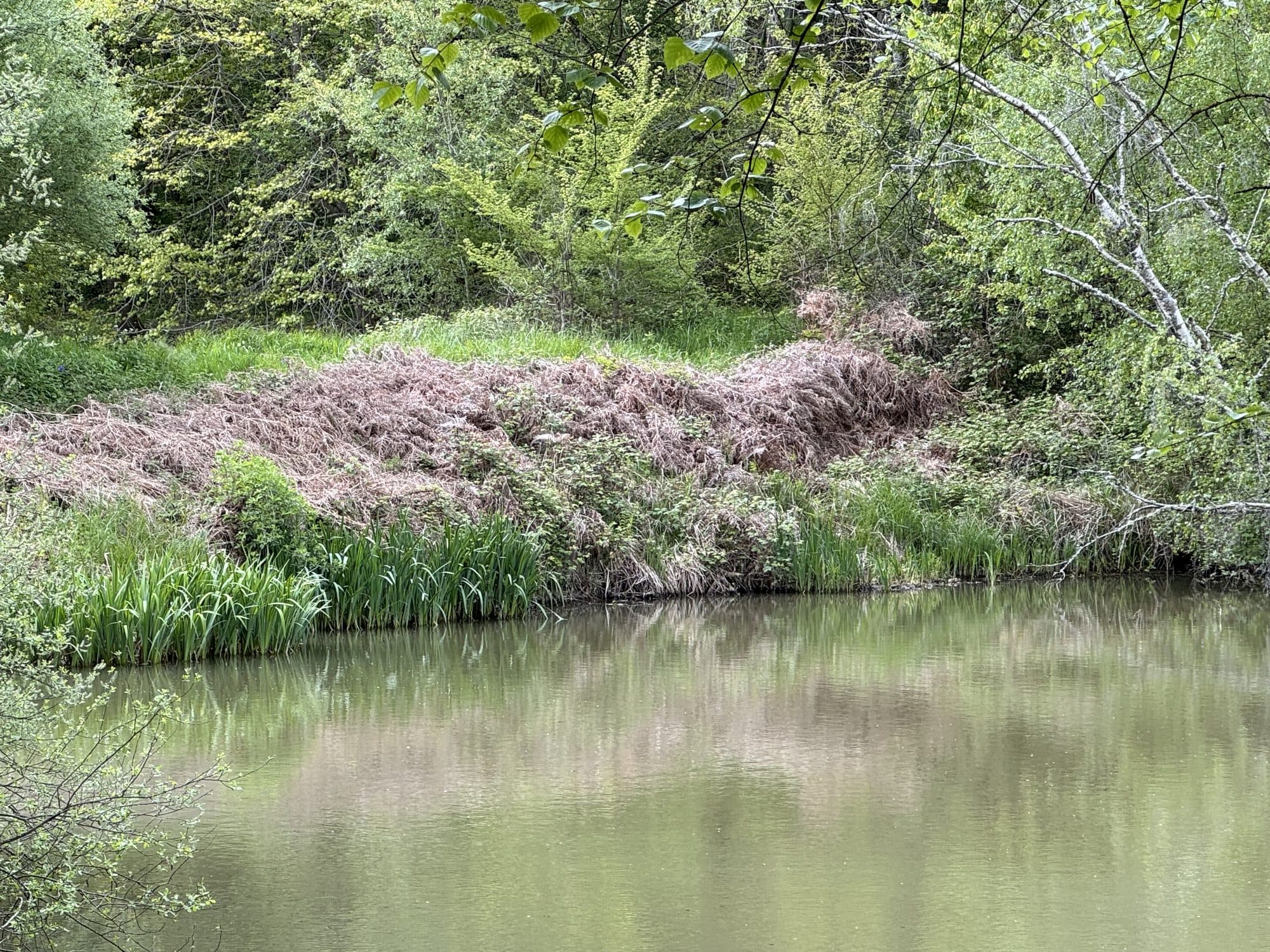 Le bord du lac