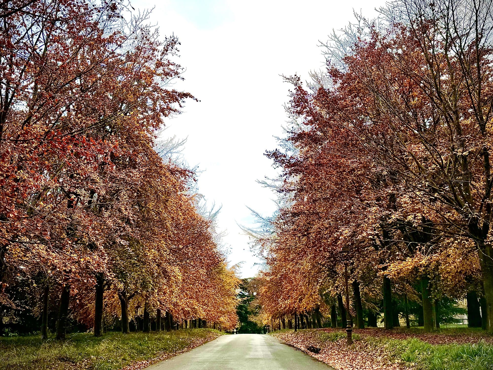 L'allée du château en automne