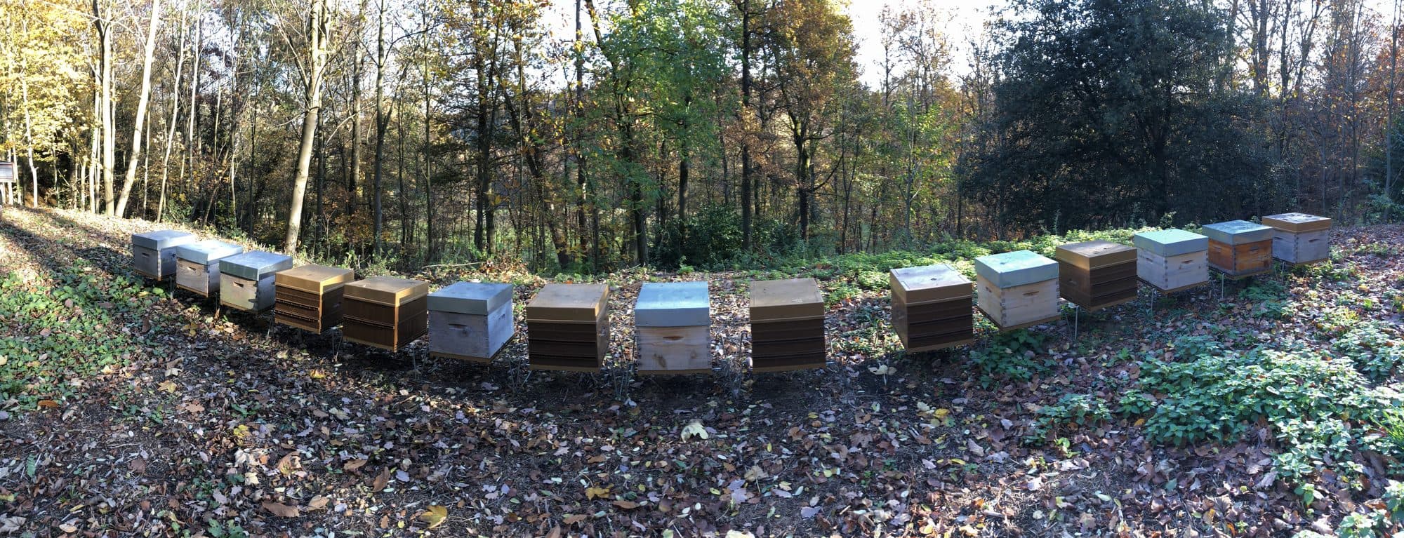 Les ruches en lisière de forêt