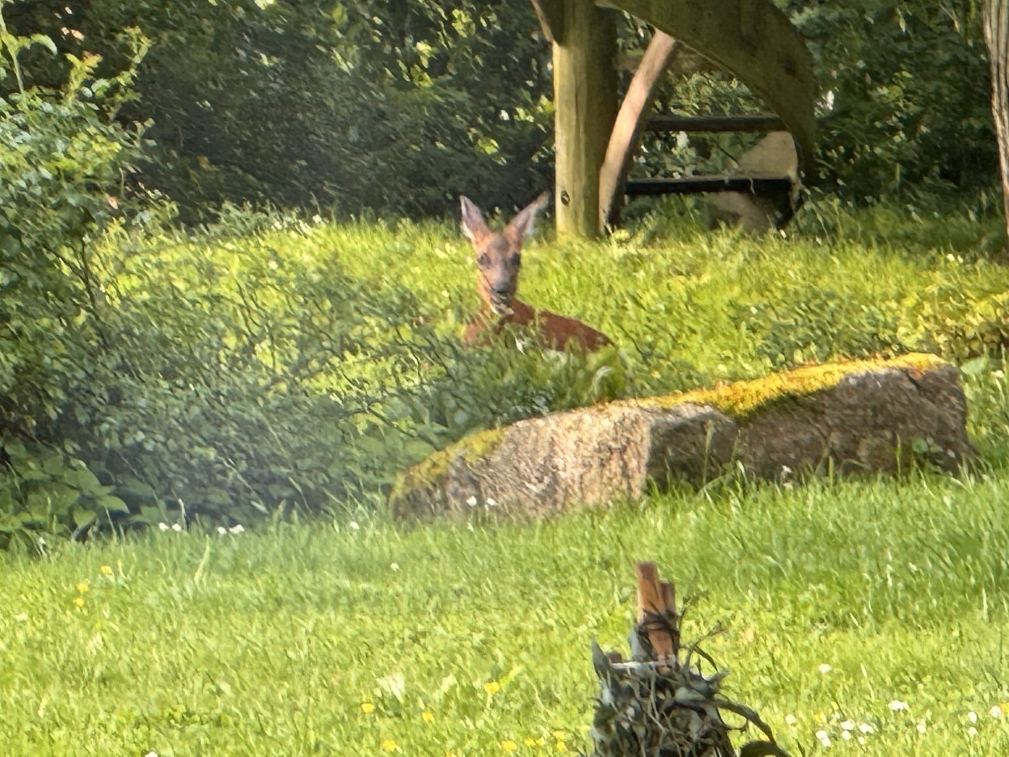Un chevreuil dans le jardin