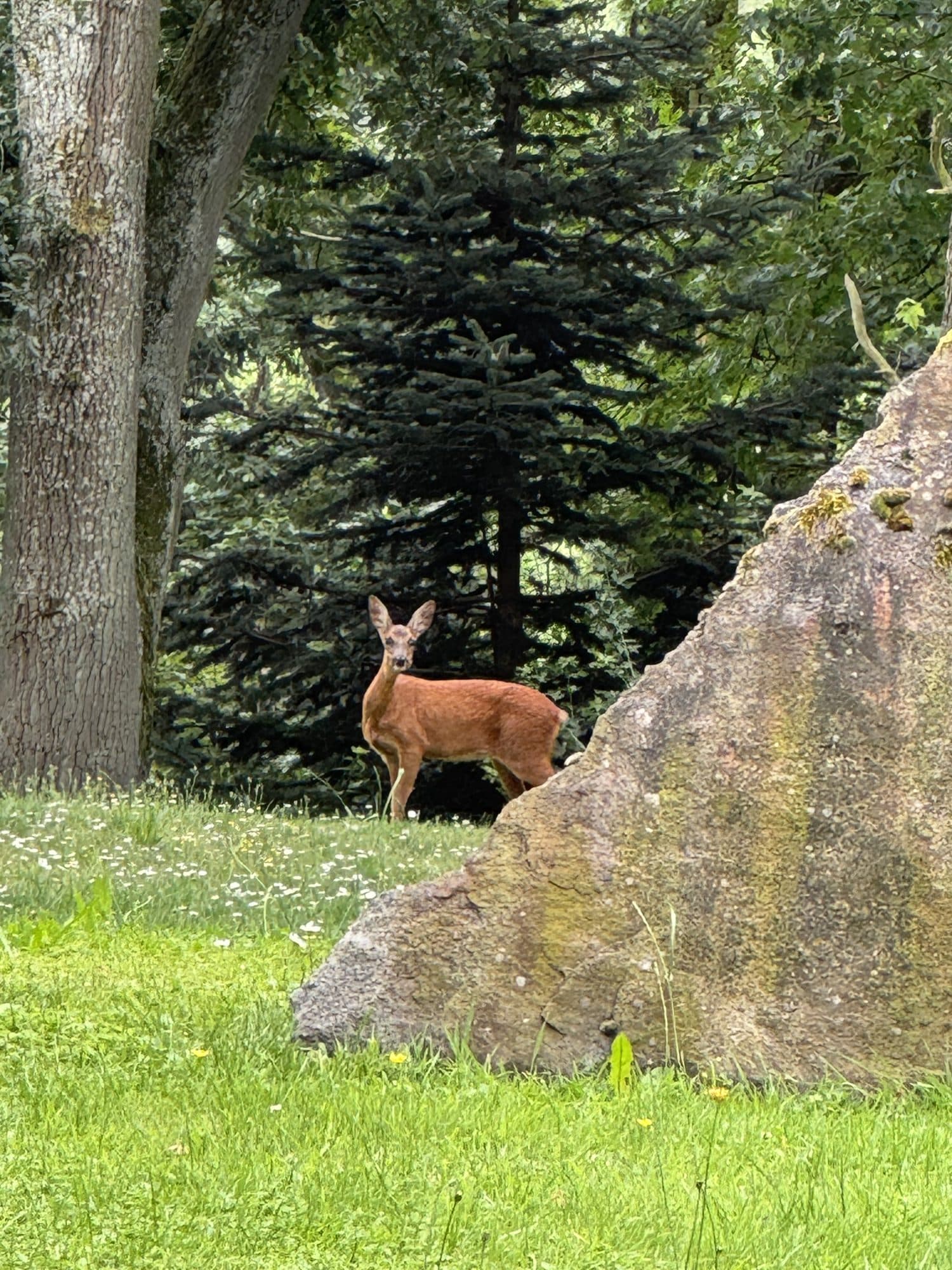 Une biche au pied du rocher