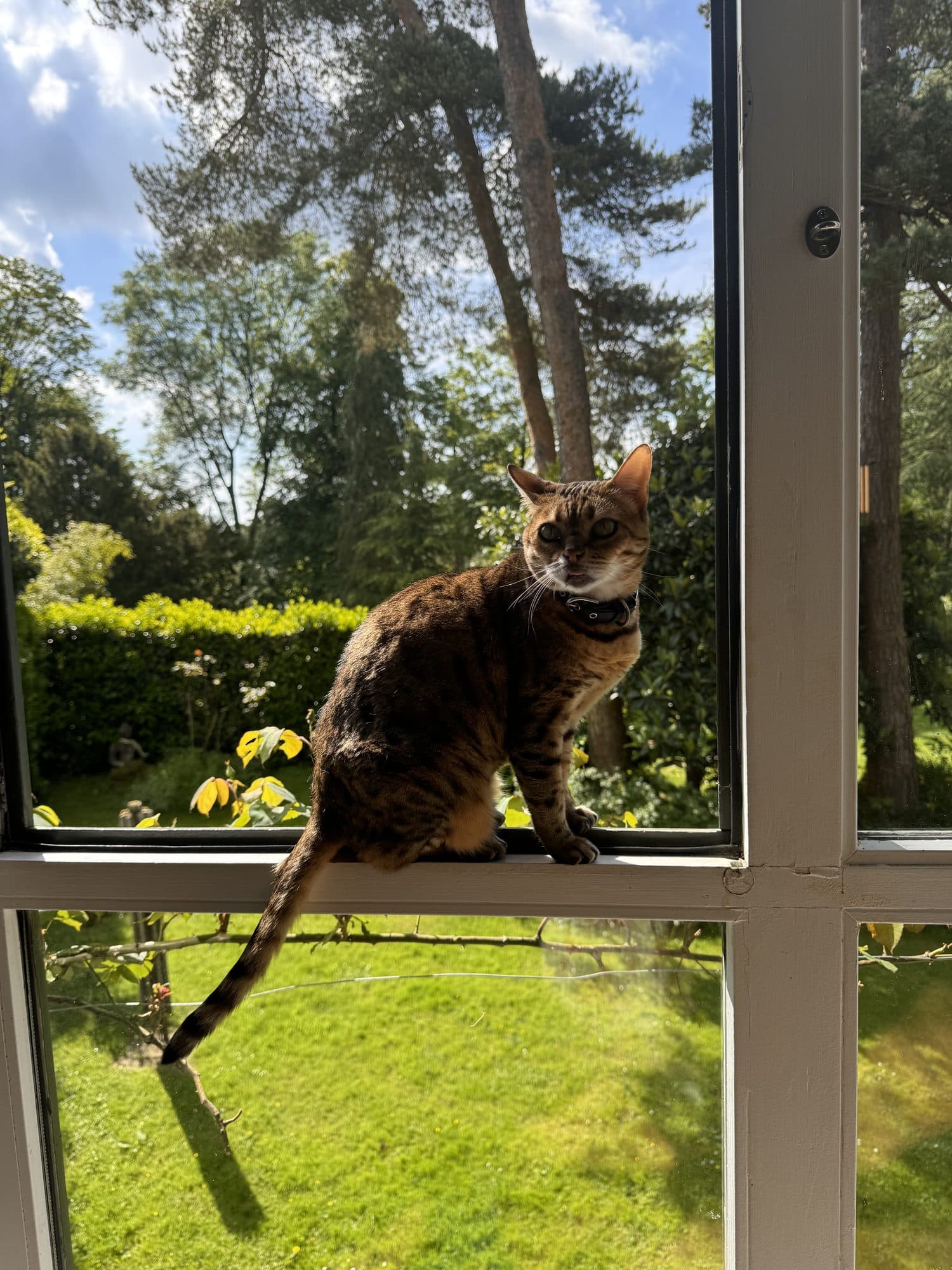 Jelly, le chat de la maison, à la fenêtre